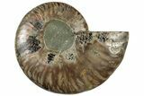 Cut & Polished Ammonite Fossil (Half) - Madagascar #310732-1